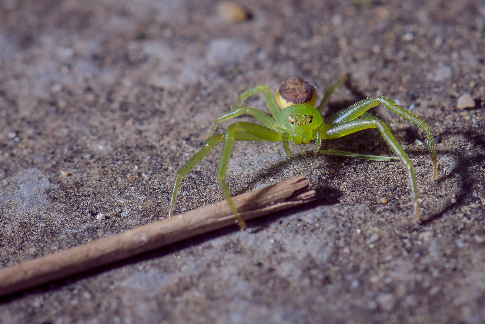 Green Spider