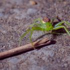 Green Spider