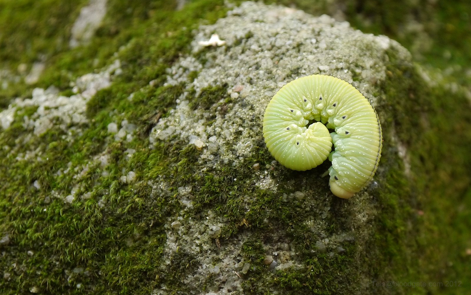 Green Spiral