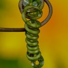 Green Spiral