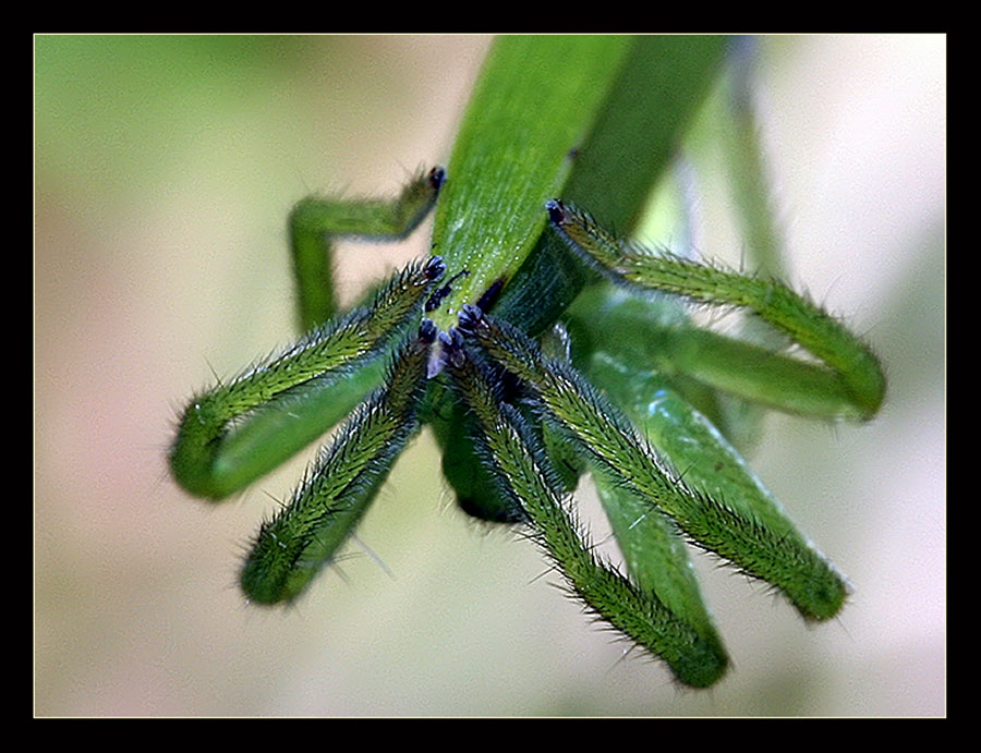 green Spyder