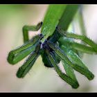 green Spyder