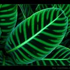 green stripes