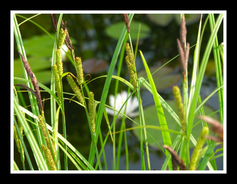 green summer