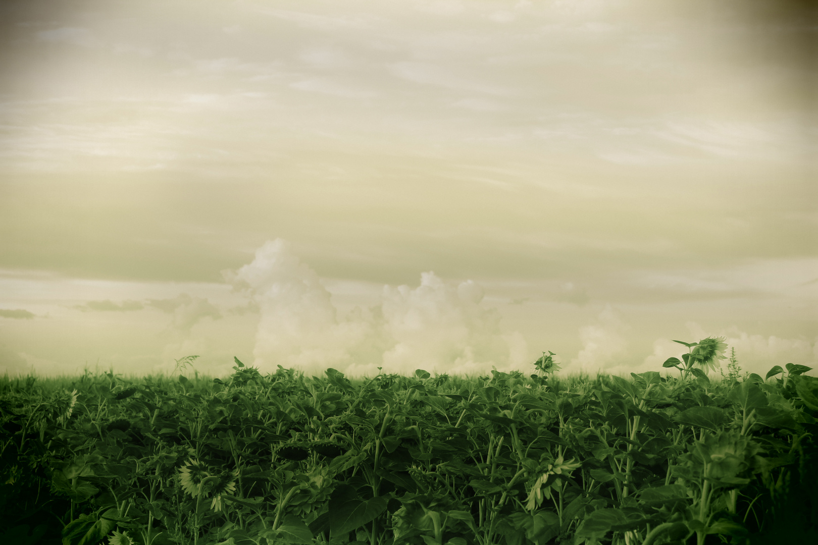 Green sunflowers