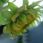 Green sunflowers