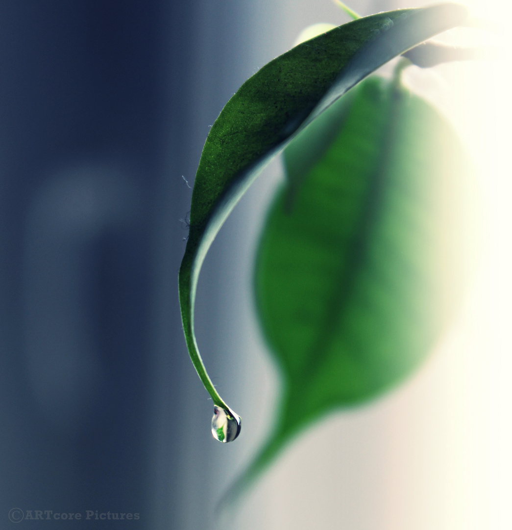 Green Teardrop