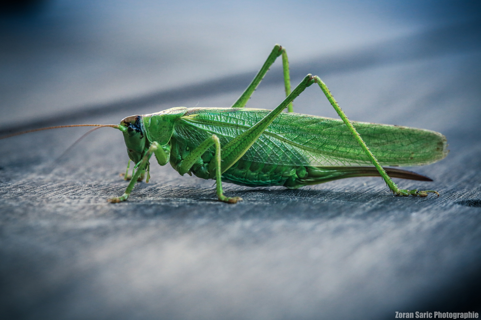 Green terrace visitor