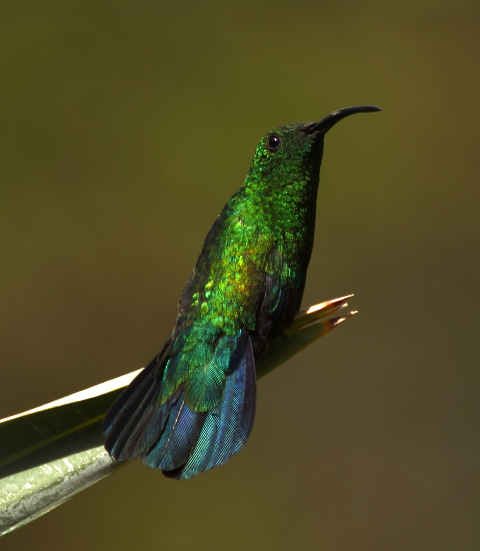 Green throated carib