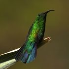 Green throated carib