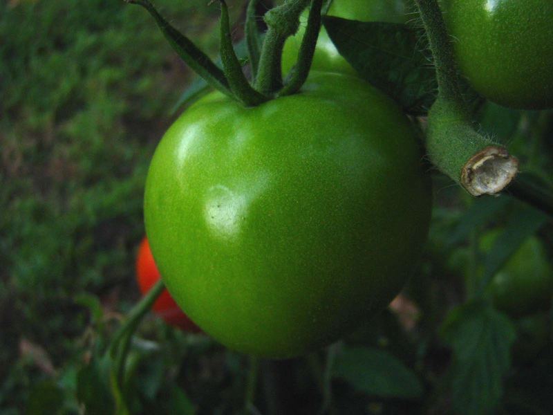 green tomato