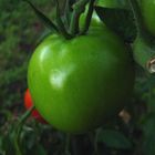 green tomato