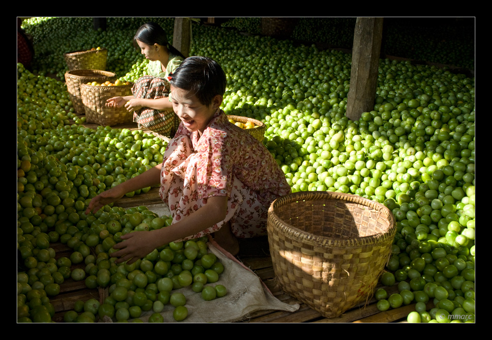 Green Tomatoes