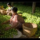 Green Tomatoes