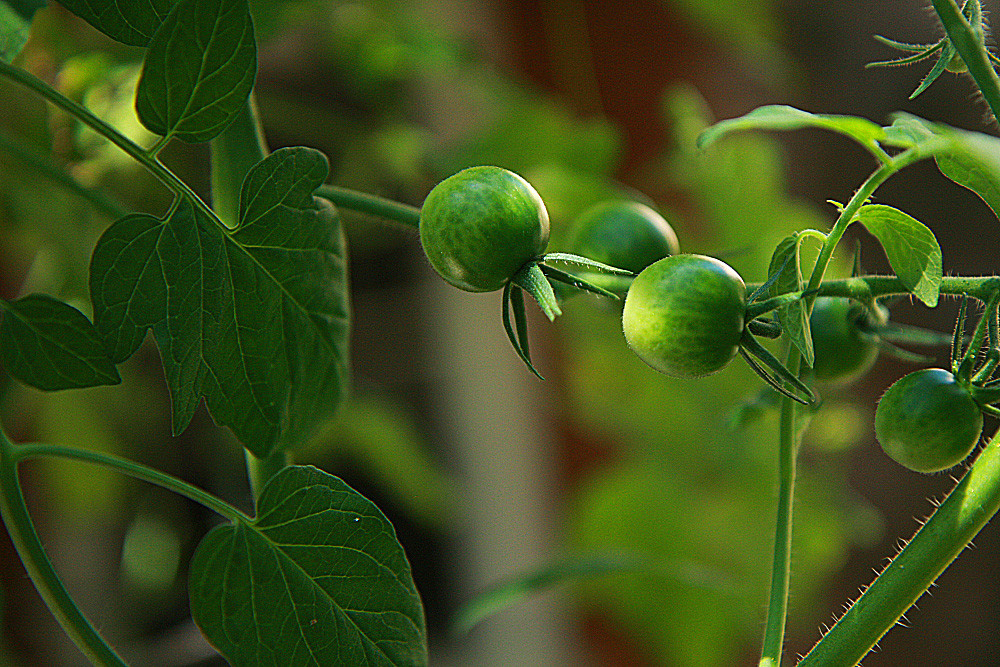 Green tomatoes