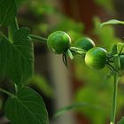 Green tomatoes