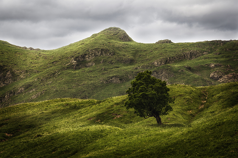 green tree