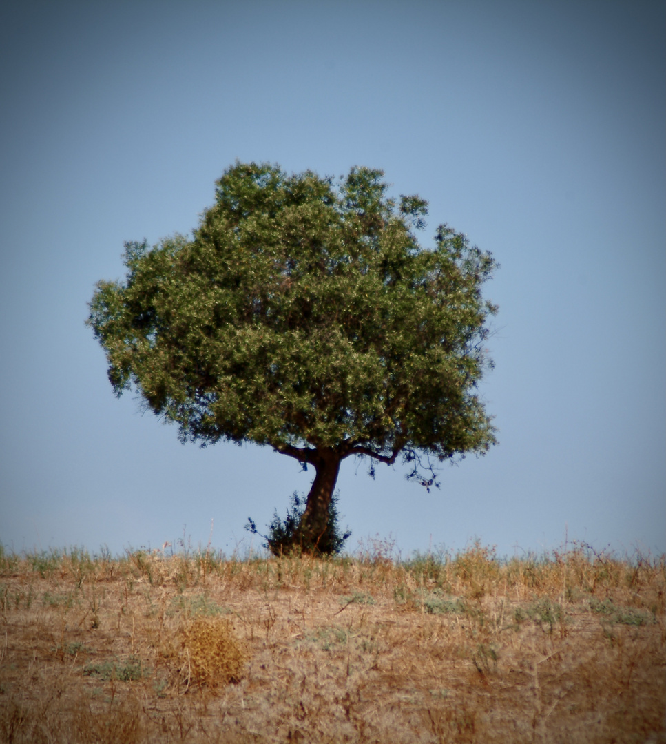 Green tree 