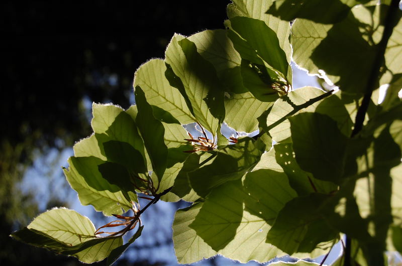 Green Tree