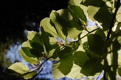 Green Tree