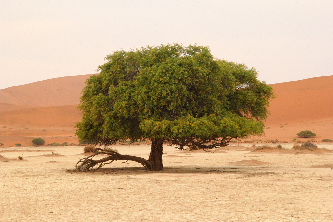 Green Tree