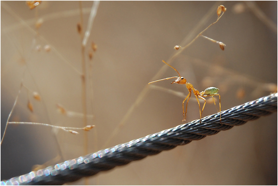 green tree ant :-)