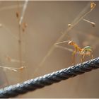 green tree ant :-)