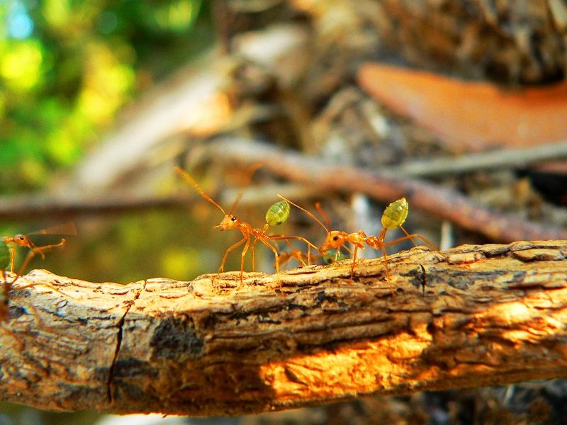 Green tree ant (Oecophylla smaragdina)