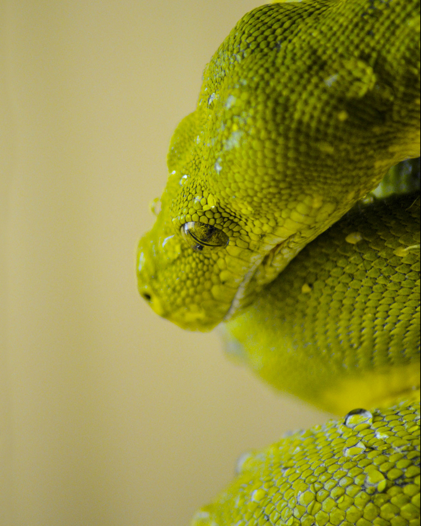 Green Tree Boa