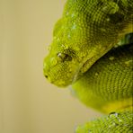 Green Tree Boa