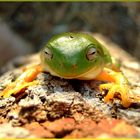 green tree frog