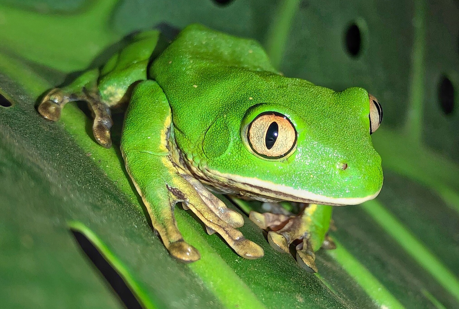 Green Tree Frog