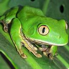 Green Tree Frog