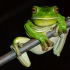 green tree frog