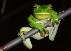 green tree frog