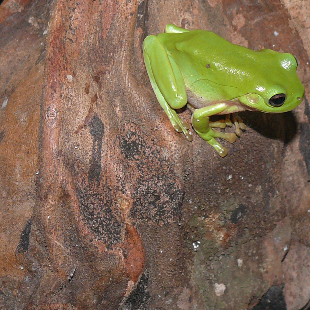 Green Tree Frog on Coconut