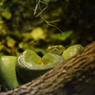 Green Tree Python