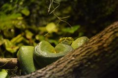 Green Tree Python