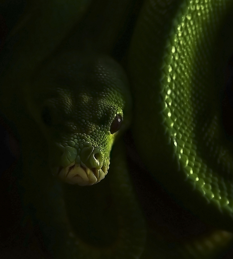 green tree python