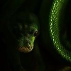 green tree python