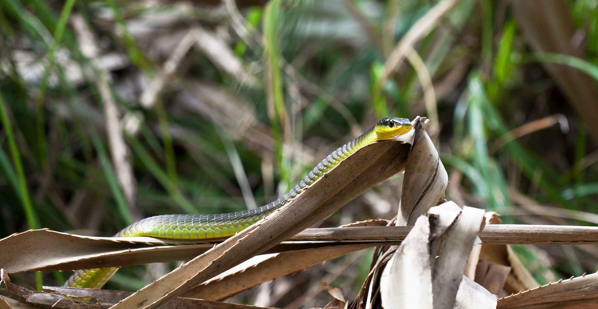 green tree snake (australien tree snake)