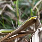 green tree snake (australien tree snake)