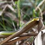 green tree snake (australien tree snake)