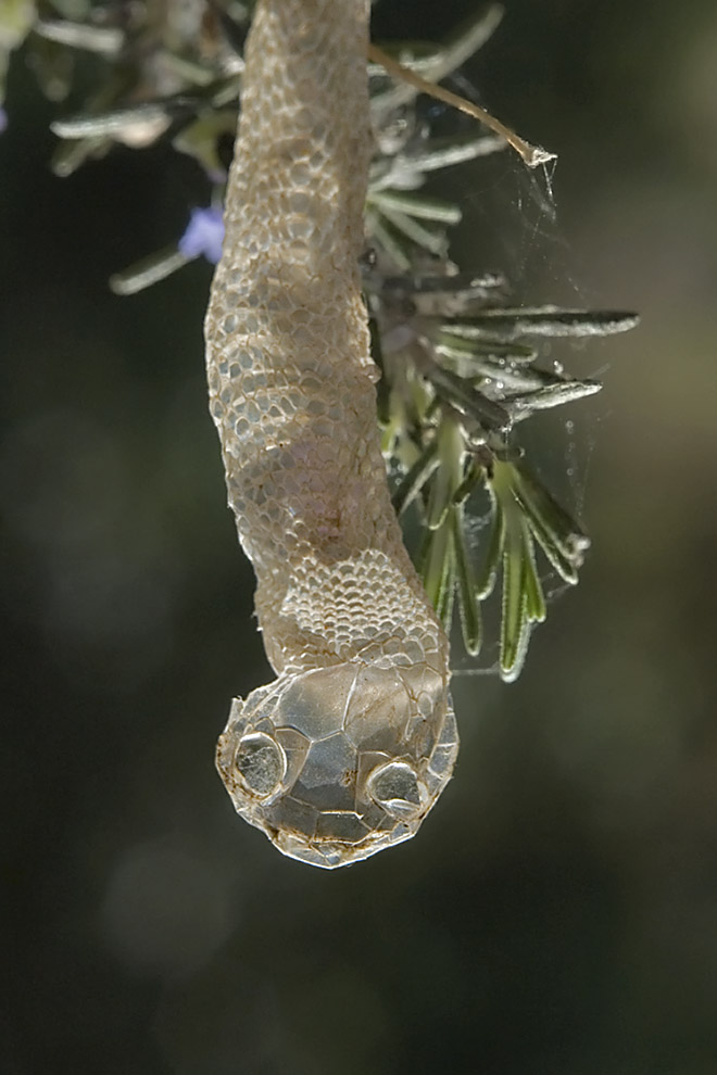 Green Tree Snake Skin