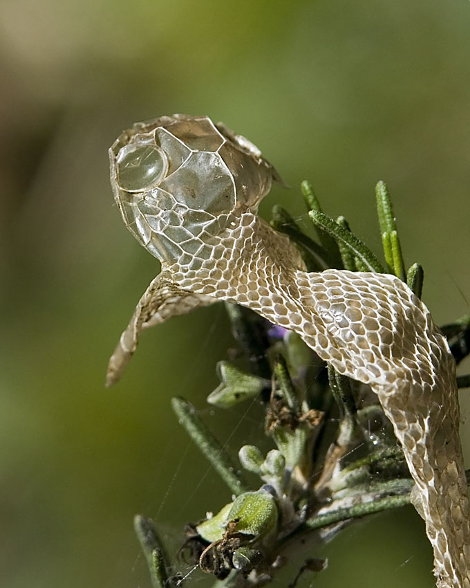 Green Tree Snake skin