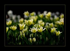 Green Tulips