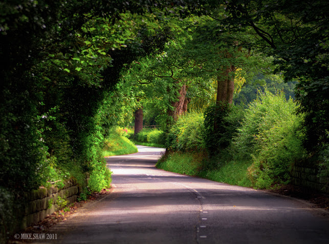 Green tunal in kashmir Valley