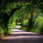 Green tunal in kashmir Valley