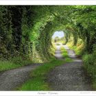 Green Tunnel (Grüner Tunnel)