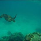 Green Turtel - Great Barrier Reef